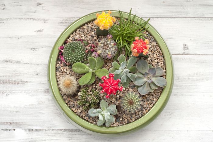 plantes grasses, projet diy jardinage avec cailloux et cactus rouges, déco jardin avec pot à fleurs vert
