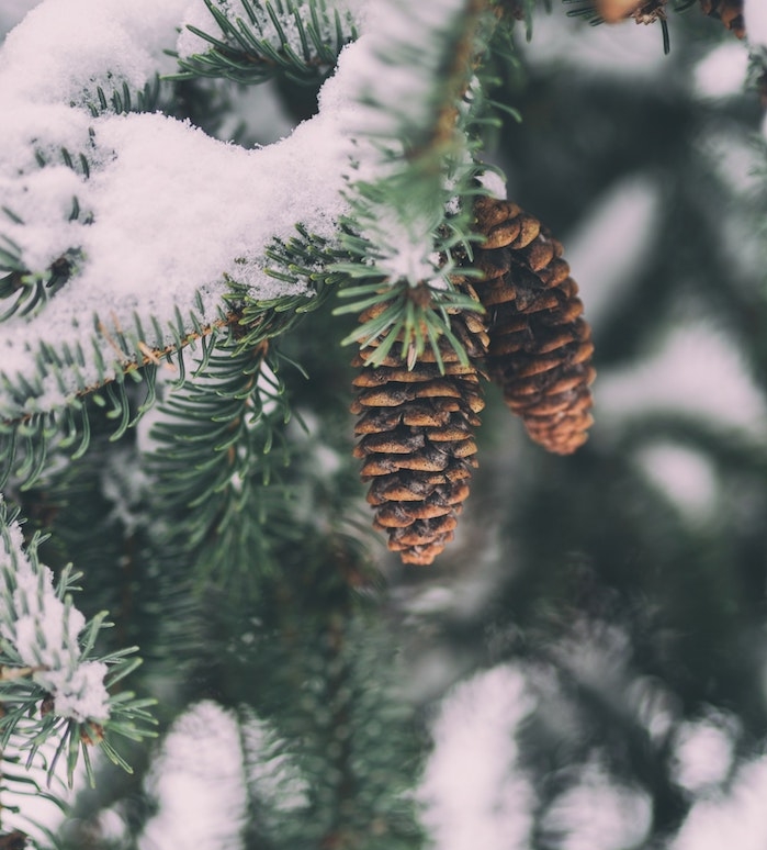 fond ecran paysage hiver, des branches de pin vertes enneigées et pommes de pin simples