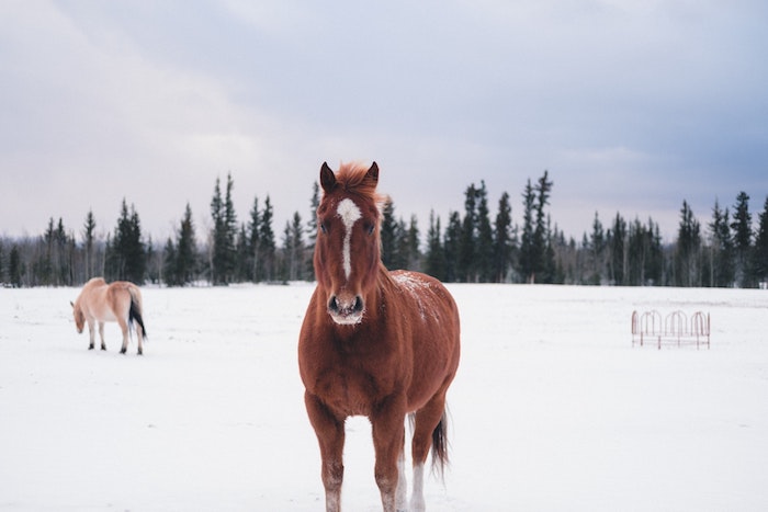 paysage hiver fond ecran avec des chevaux sur un fond enneigé, forêt de conifères sous l emprise de la neige