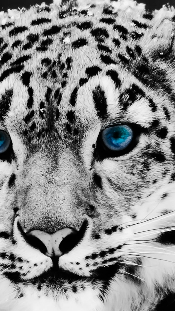 Photo de fond d écran iphone fond d écran noir iphone cool image beau léopard 