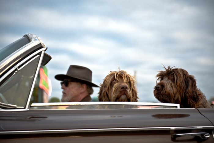 La meilleure idée originale de photo dans voiture avec les chiens cool idée