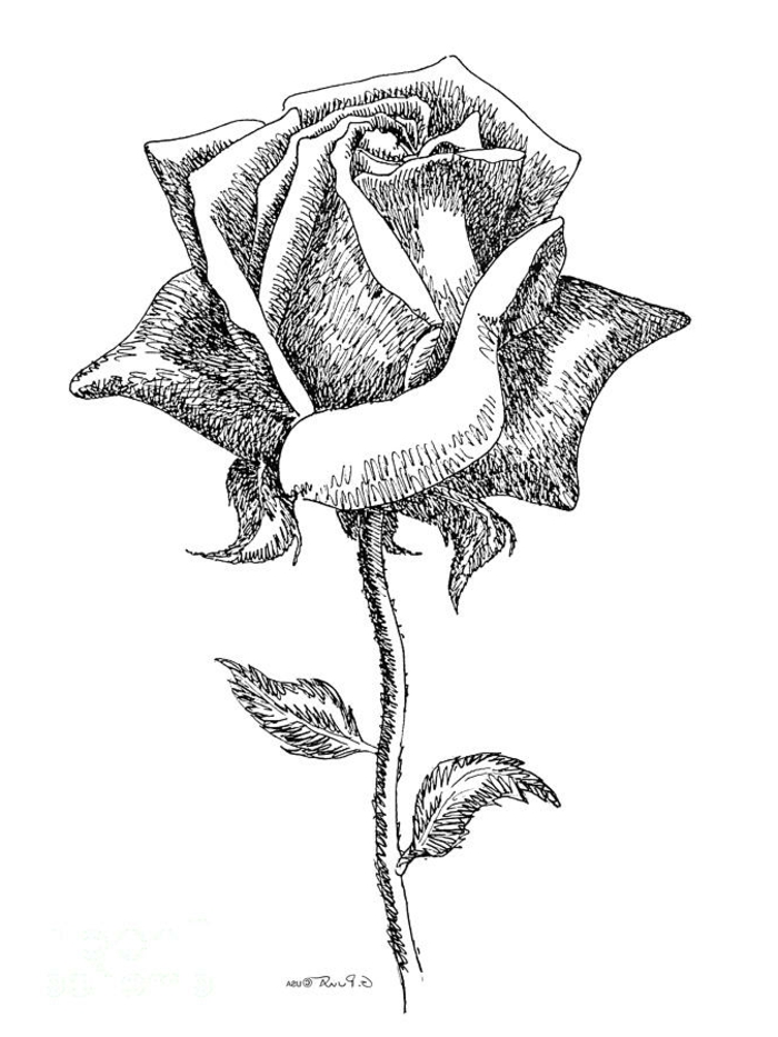 dessin rose noir et blanc dessiner fleur noir et blanc dessin ombres noir et blanc idée dessin à faire soi même