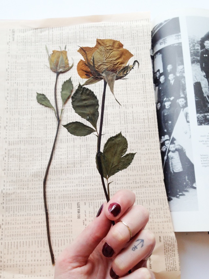 tuto pour réaliser un cadre herbier vintage à design botanique avec des plantes pressées encadrées, jolie rose séchée à encadrer pour une jolie déco murale vintage à inspiration nature