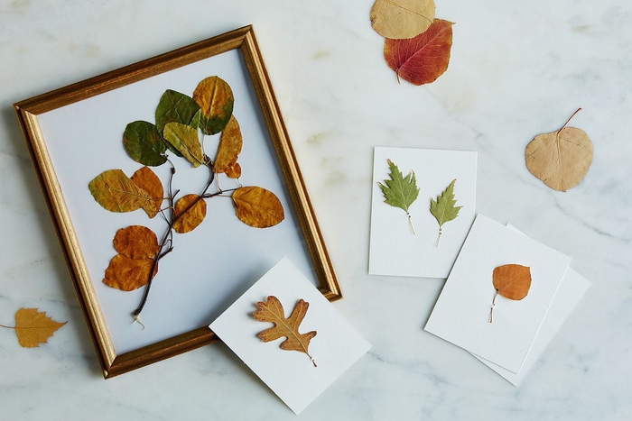 idée pour une déco inspirée des collections botaniques vintage avec un cadre vegetal de feuilles d'automnes séchées