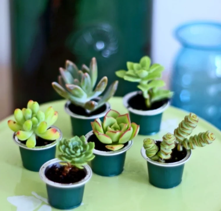 faire de mini pots pour succulents de capsules de cafe