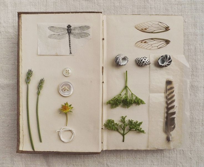 une idée activité manuelle scrapbooking original sur thème nature avec des plantes séchées, des plumes, des coquillages et des dessins d'insectes