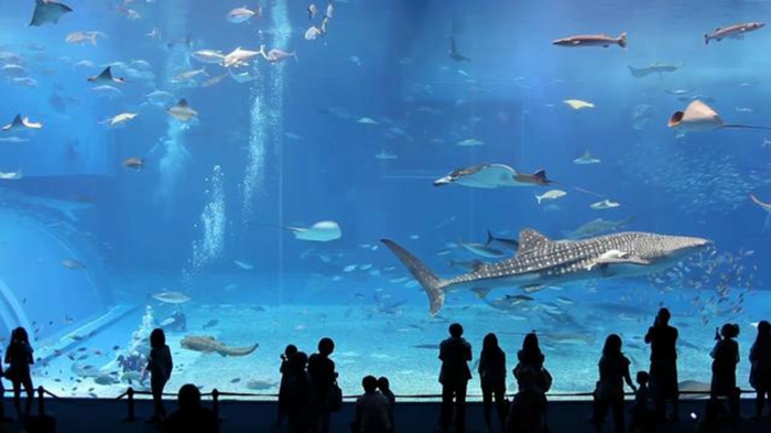Aquarium visite avec la famille idée animation anniversaire adulte