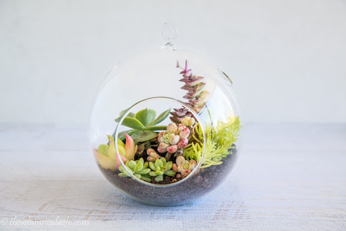 terrarium plantes succulents dans une boule transparente et terreau, exemple de cadeau a faire soi meme, jardin interieur