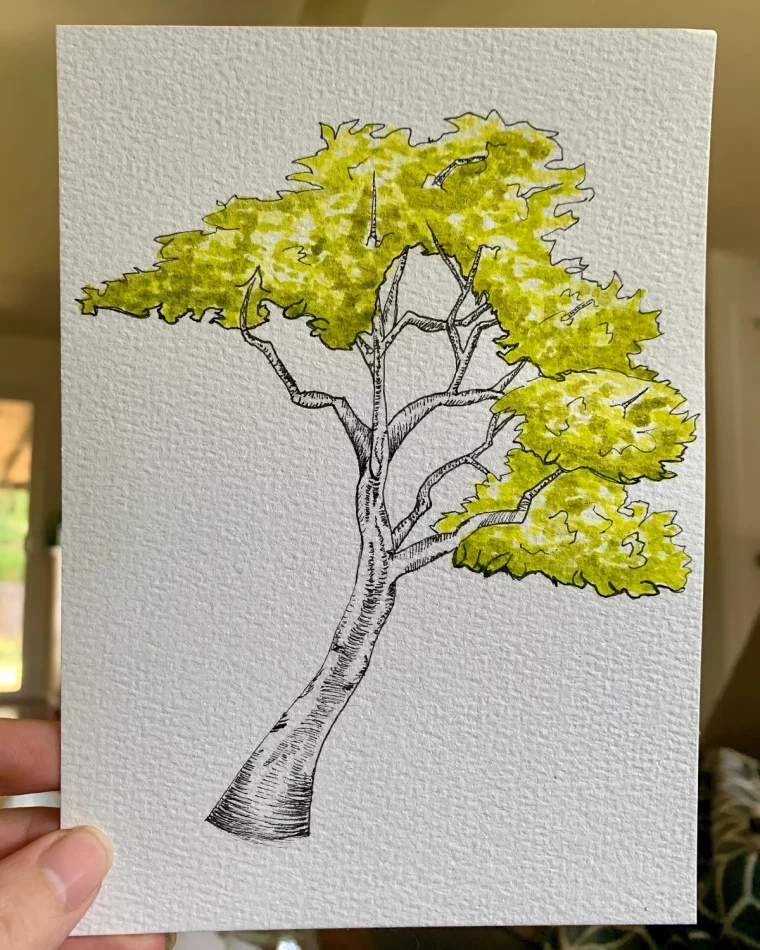 dessin arbre couleur couronne feuilles jaune aquarelles