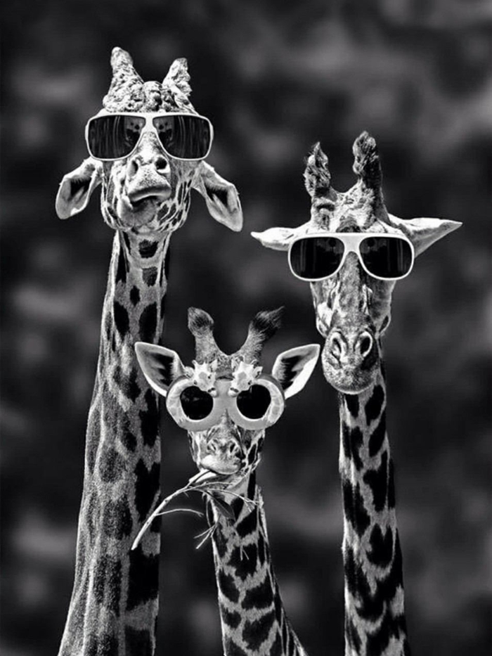 fond d'écran portable, dessin amusant avec famille de girafes qui portent lunettes de soleil foncées