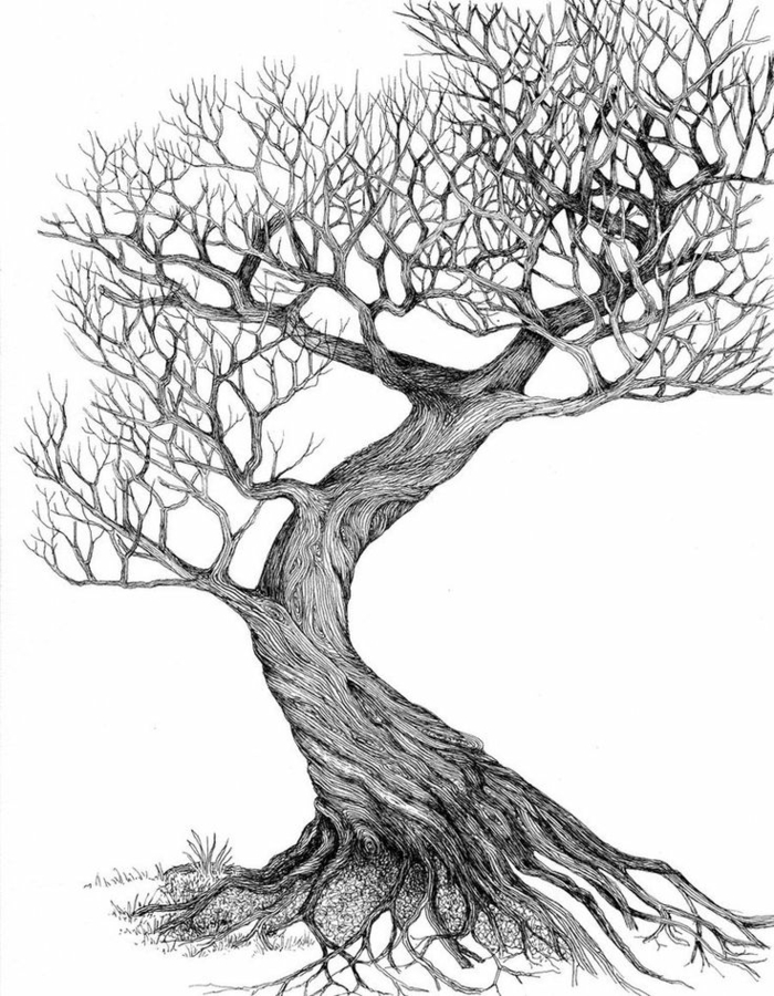 Dessin d arbre en couleur dessin de chene dessin arbre gratuit arbre de vie blanches tronc crayon croquis