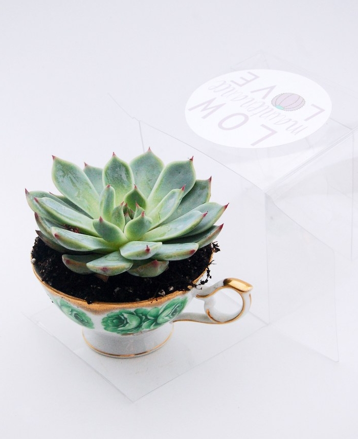 cadeau de noel a fabriquer un succulent dans une tasse à thé simple, idée originale de cadeau pour un passionné du jardinage