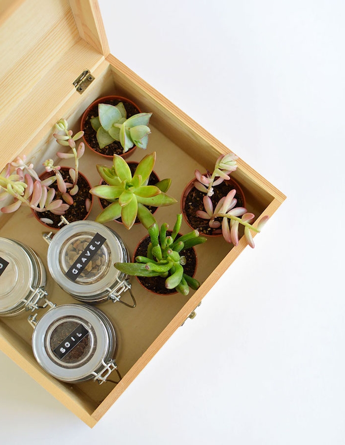 kit jaridnage avec des succulents et terreau dans une boîte en bois, cadeau anniversaire homme femme passionné du jardinage