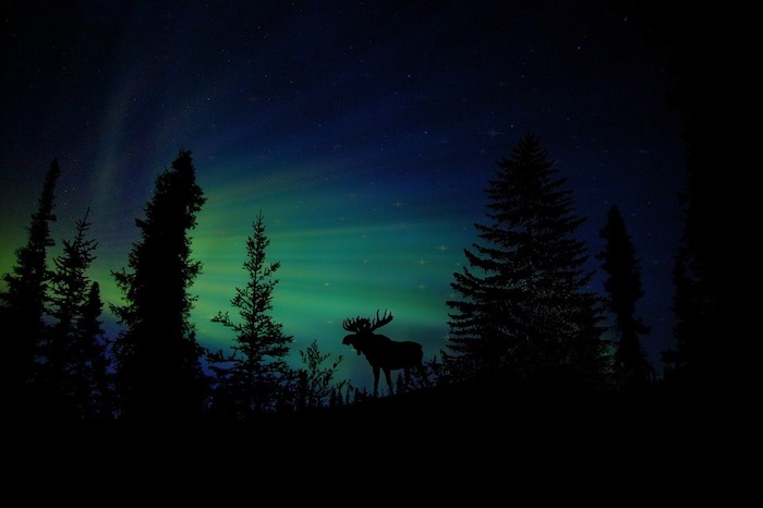 aurore boréale ou aurora borealis, idée de paysage enneigé dans une montagne avec silhouette de cerf