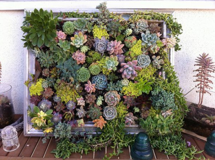 mur végétal intérieur, cactus et succulents plantés dans un cadre en bois