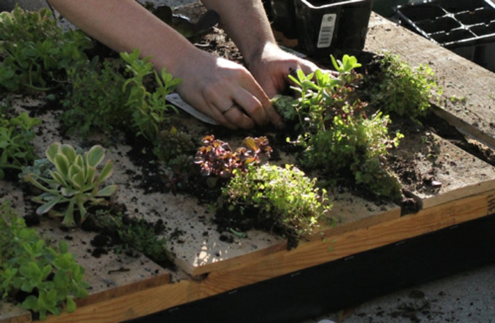 mur de plante écologique céée avec palette, jardin miniature à cultiver chez soi
