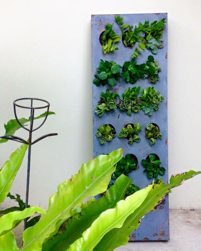 comment faire un mur végétal, un cadre bleu, une belle plante verte et mur blanc