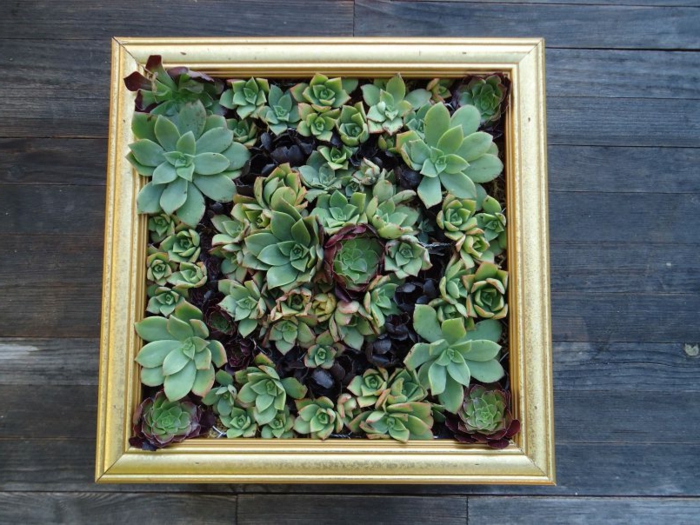 cadre de peinture utilisé pour créer un mur vegetale, succulents plantés