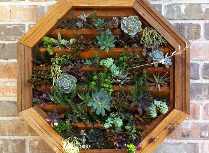 jardinière verticale, mur vegetal avec succulents, accrocher un cadre en bois avec succulents