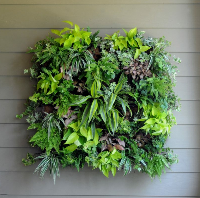 mur végétalisé, petit carré vert avec plantes vivantes, déco murale originale