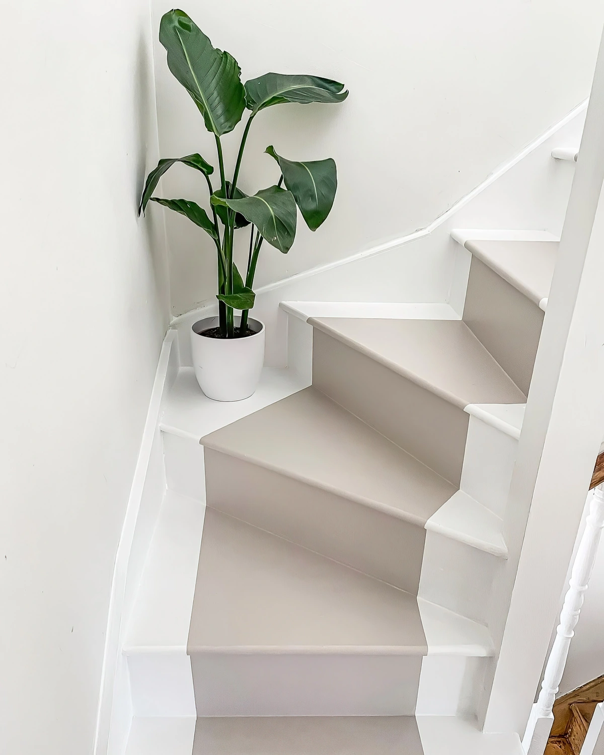 plante verte interieur marches escalier bicolore blanc beige