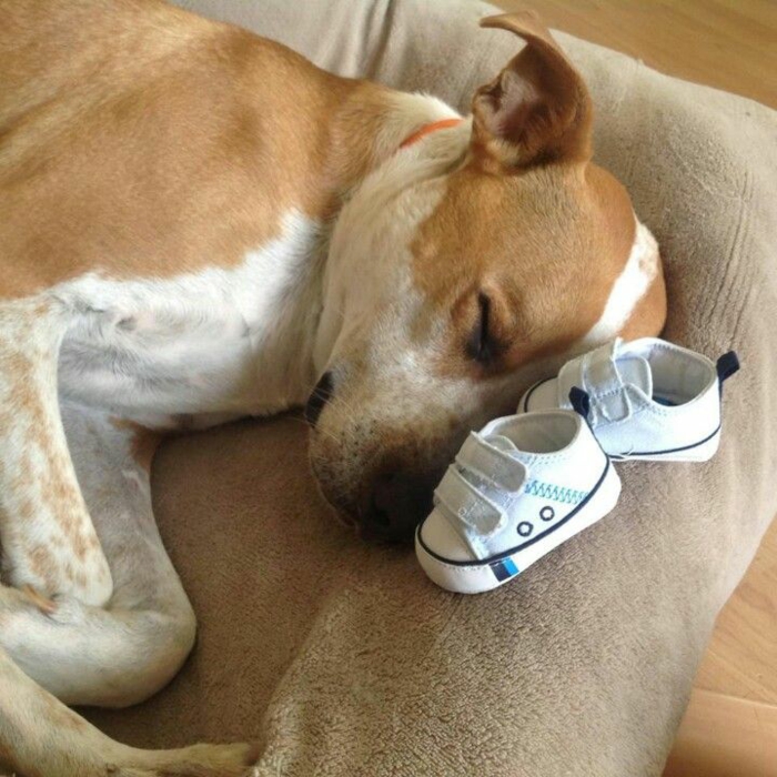chien qui dort avec deux petits souliers près de sa tête, annoncer la nouvelle de manière créative, annoncer sa grossesse