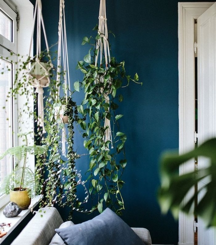 modele de canapé gris avec coussin bleu, plantes dans des pots supendus macramé, mur couleur bleu paon