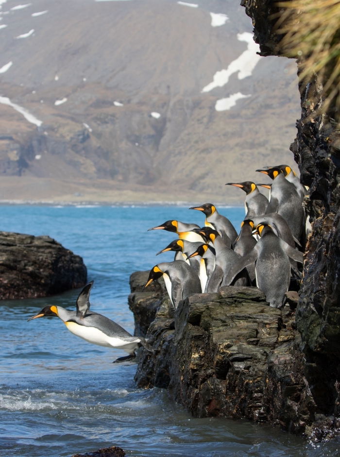 fond d écran jolie photo de groupe de pingouins qui sautent dans l'eau, paysage de nature avec rochers et eau