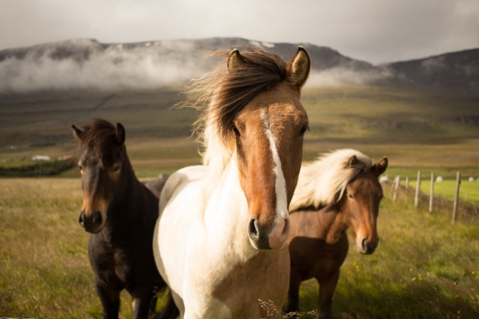 cheval pour fond d écran gratuit pour ordinateur, photo de champs et collines verts avec chevaux blanc noir et marron