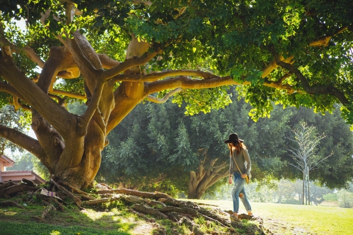 fond d écran jolie pour ordinateur, jeune fille qui se balade en plein air au-dessus d'un arbre ancien à feuilles vertes
