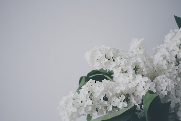 Qualité image fond d'écran gratuit fleurs fleur fond ecran blanc choisir le meilleur fond d écran du monde