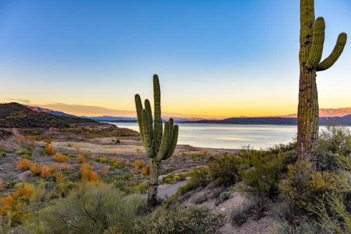 idée pour un fond d écran hd à design tropical, photo de désert avec cactus et plantes exotiques au lever du soleil