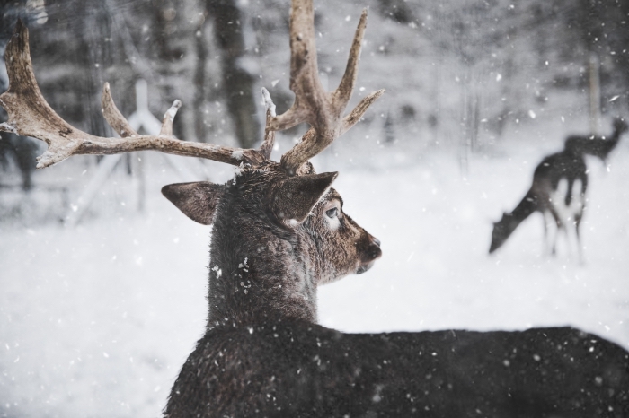 fond d écran gratuit pour ordinateur, photo de la nature sauvage avec cerfs dans une forêt enneigée