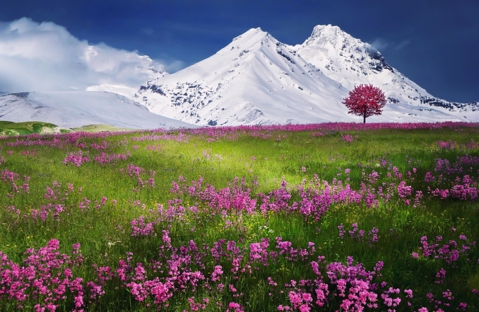 fond d écran zen avec fleurs et montagnes, champs vert aux fleurs rose devant montagnes enneigées et ciel bleu