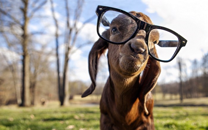 Chouette fond d écran magnifique fond d écran humour fond ecran drole photo adorable goat avec lunettes
