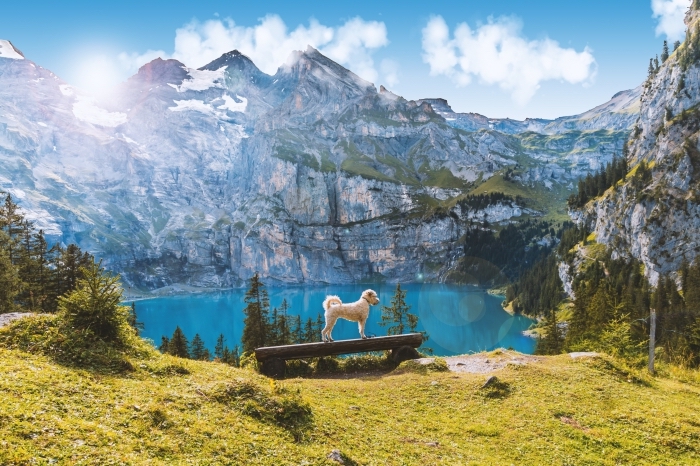 exemple de fond d écran gratuit avec un petit chien blanc sur banc de bois dans les montagnes enneigées avec un lac d'eau turquoise