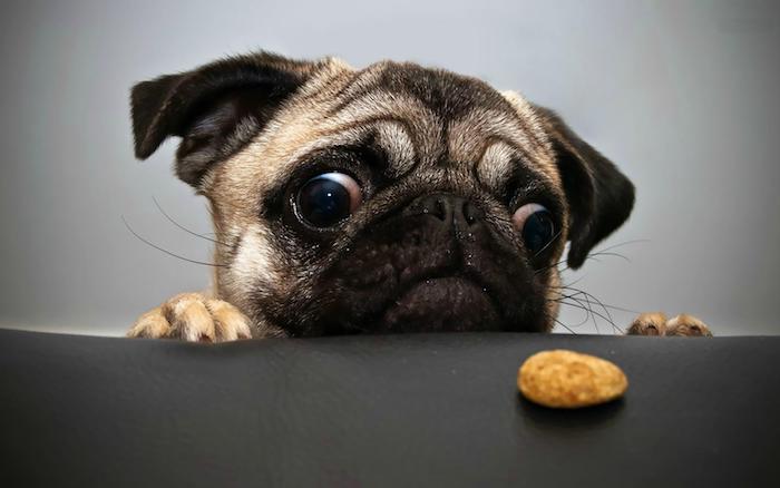 Idée fond d écran d animaux fond d écran humour fond ecran drole image chien adorable qui regarde un biscuit avec desire
