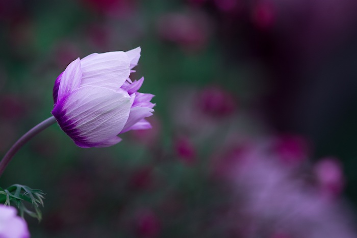 Belle photo pour fond d écran fond ecran gratuit printemps violet fleur jolie macro photo de fleur pour fond d ecran