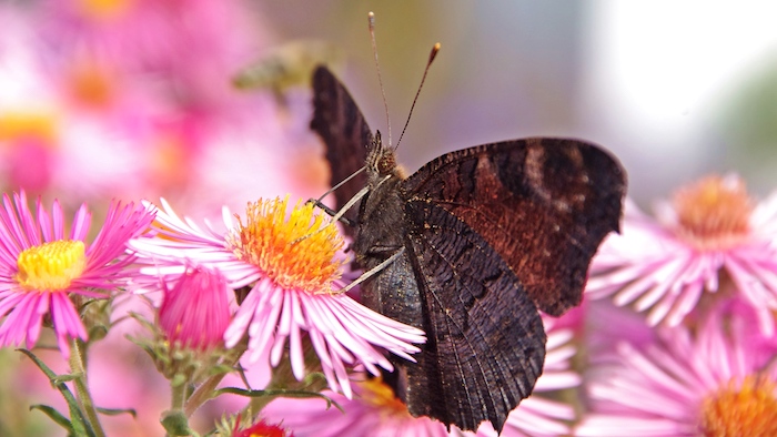 Magnifique image pour fond d'écran fleur marguerite papillon image fleurs roses et blanches