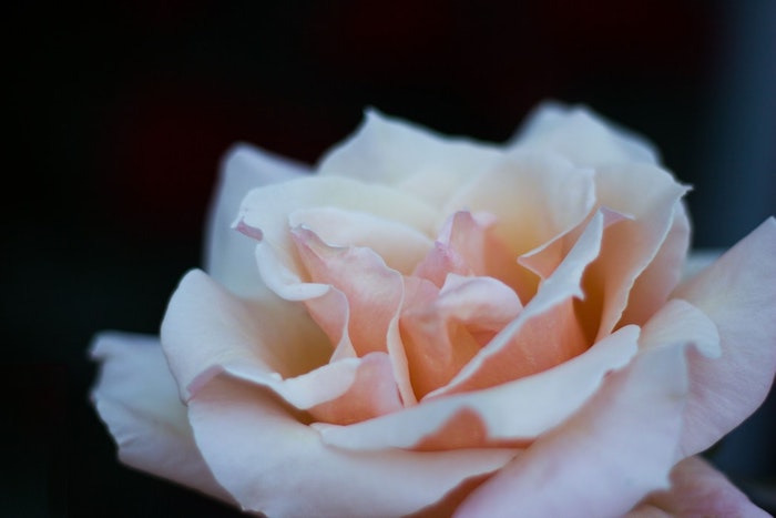 Belle photo pour fond d'écran rose magnifique fond ecran gratuit printemps