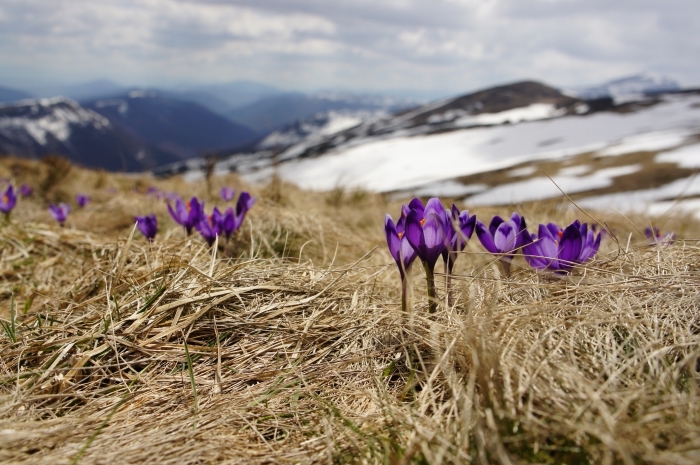 champs de paille avec fleurs violettes et vue vers les montagnes lointaines aux collines enneigées pour fond écran ordinateur