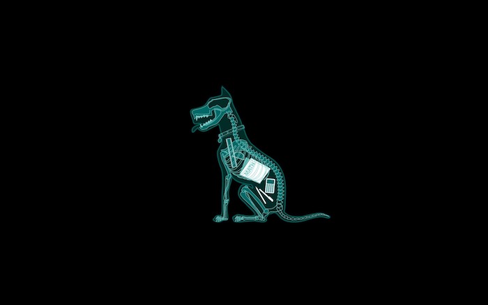 Fond ecran original radiographie chien image drole pour fond d écran photo amusante