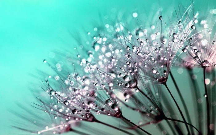 Excellence fleurs image de fleur fond d'écran violet macro gout d eau