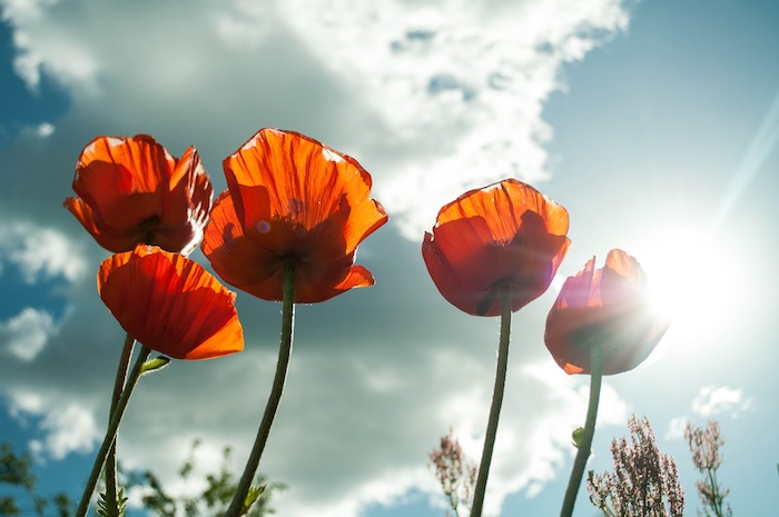 Fond d'écran fleur image de fleur fond d'écran pale tulipes rouges sur un champ belle photo paysage fleur fond d écran