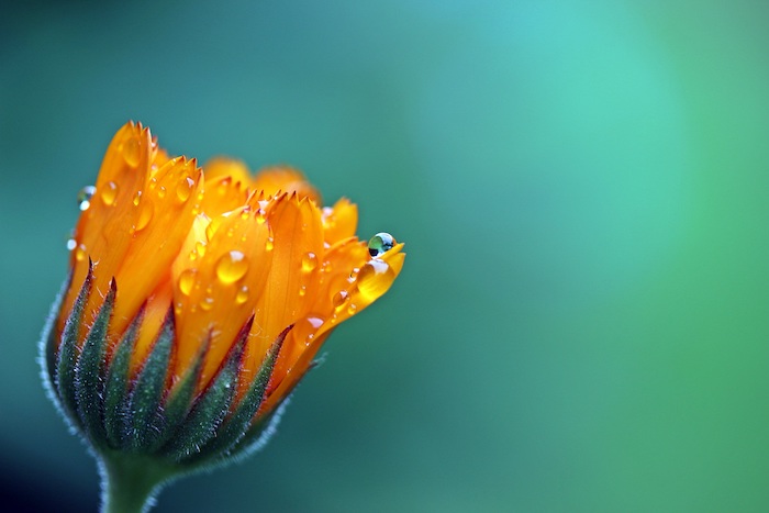 Paysage de printemps fond ecran fleur fond d'écran jolie photo macro de fleur orange belle image fond d'écran