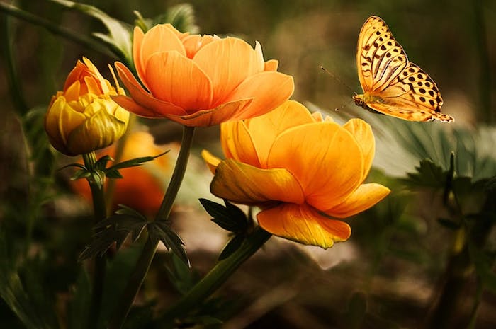 Fond d'écran fleur image de fleur fond d'écran rose pale orange papillon sur la photo de fond d'écran