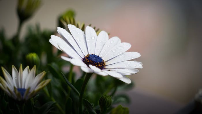 Ravissante photo pour fond d'écran gratuit fleurs de printemps flleurs blanches