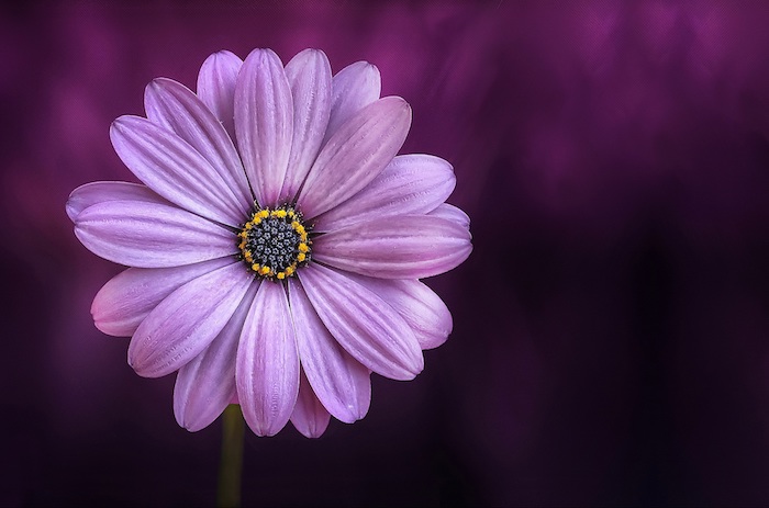 Le Fond Décran Fleur Qui Donne De Grands Sourires Obsigen