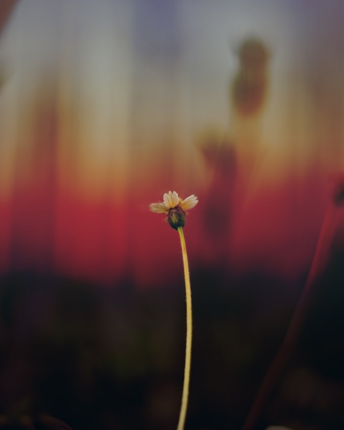 Image de fleur fond d'écran printemps idée fleur photo fleur