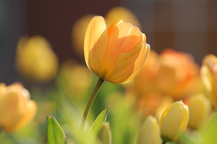 Ravissante fond d'écran gratuit fleurs de printemps flleurs tulip jaune